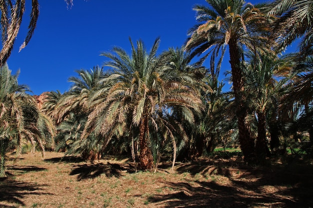 An oasis in the Sahara desert, Africa