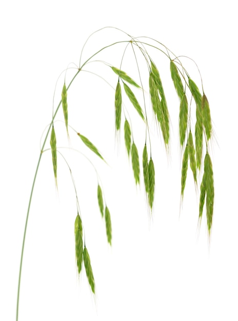 An oat inflorescence