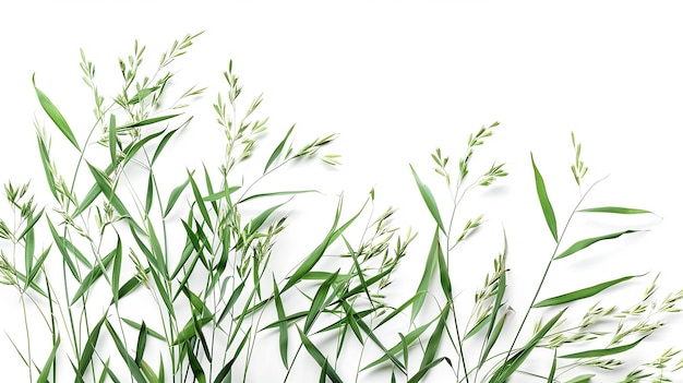 Oat Plants Isolated On White Background