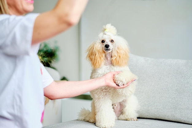 An obedient young poodle waiting for the command looks with an attentive gaze