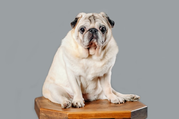 Obesity in dogs, pets health and longevity.