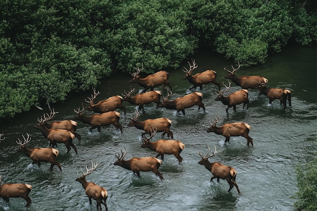 Photo observing migration patterns of wildlife species a generative ai