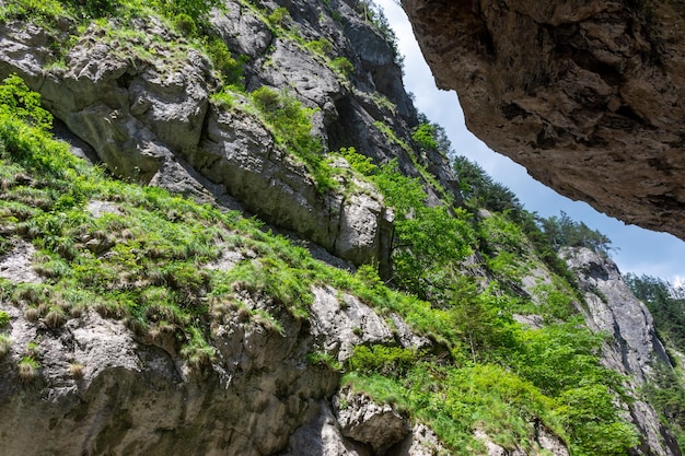 Observing a rocky cliff with trees on it in a mountainous landscape