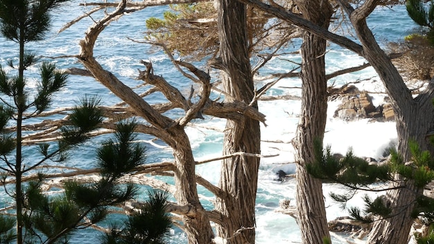 Ocean waves cypress pine tree forest mile drive monterey california coast