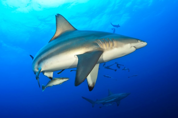 Oceanic black tip shark