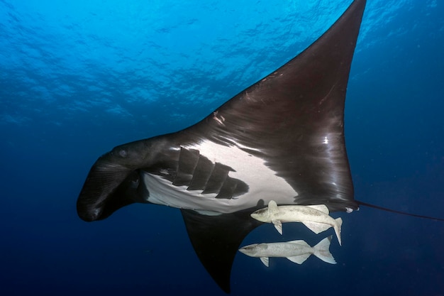 Oceanic manta swimming