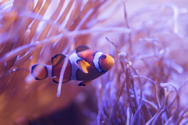 Photo ocellaris clownfish, clown anemonefish, clownfish, false percula clownfish