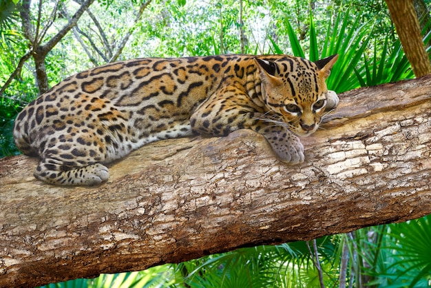 Ocelote Leopardus pardalis Ocelot cat 