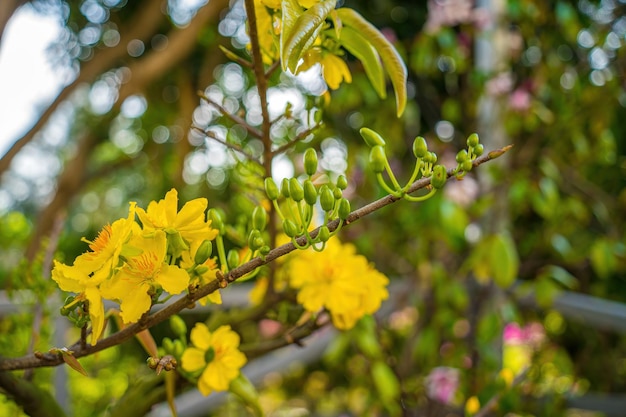 Ochna integerrima Hoa Mai tree with lucky money Traditional culture on Tet Holiday in Vietnam Ochna integerrima is symbol of Vietnamese traditional lunar New Year together with peach flower