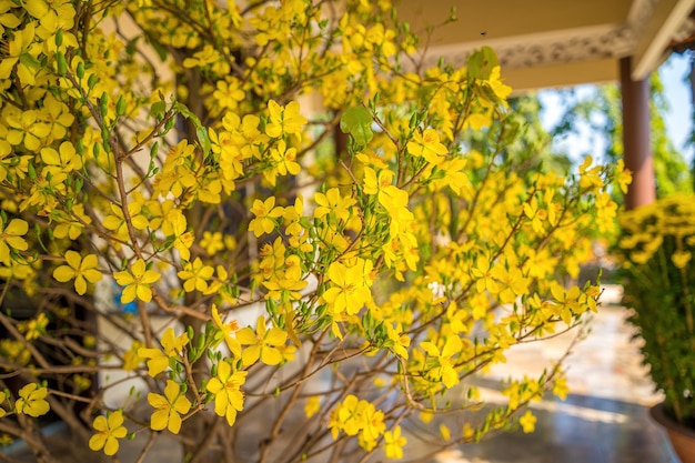 Ochna integerrima Hoa Mai tree with lucky money Traditional culture on Tet Holiday in Vietnam Ochna integerrima is symbol of Vietnamese traditional lunar New Year together with peach flower