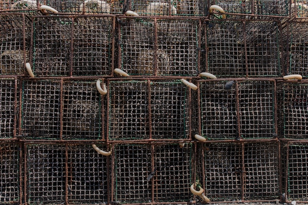 Octopus fishing traps