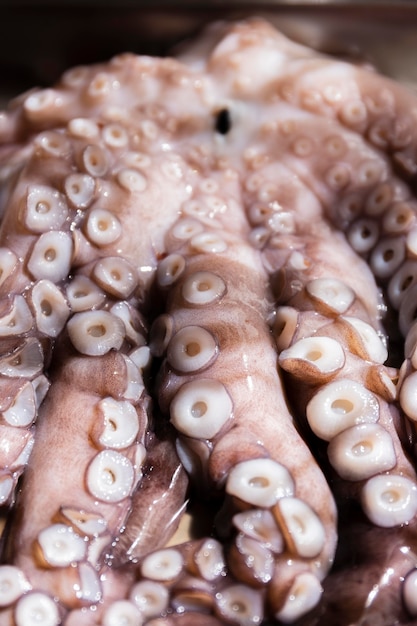 Octopus tentacles close up