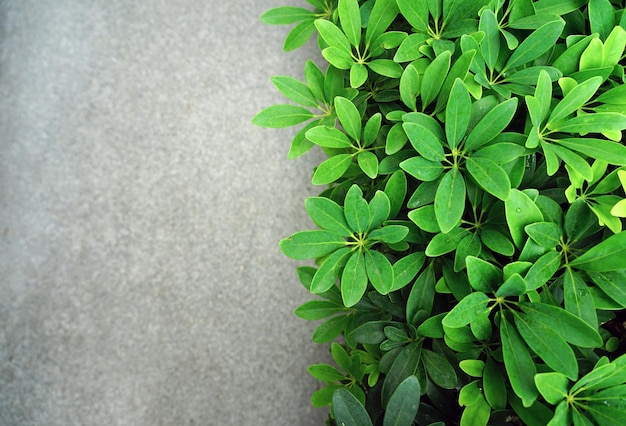 Octopustree Umbrella tree green leaves decorate garden