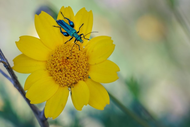 Oedemera nobilis Beetle in its natural environment