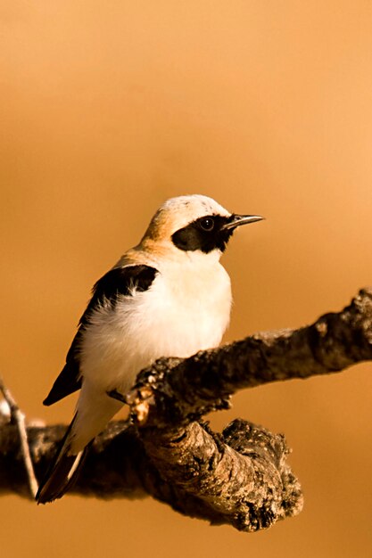 Oenanthe hispanica - La collalba rubia, es una especie de ave paseriforme, Muscicapidae 