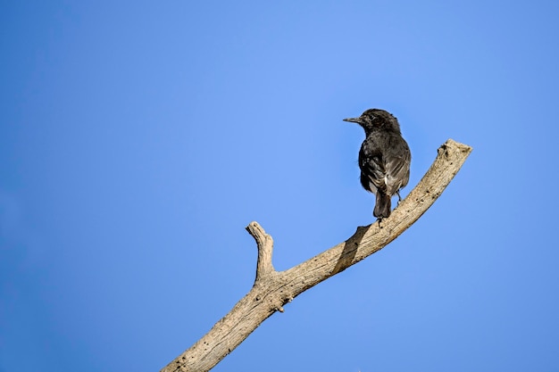 Oenanthe leucura  the black wheatear is a species of passerine bird in the muscicapidae family