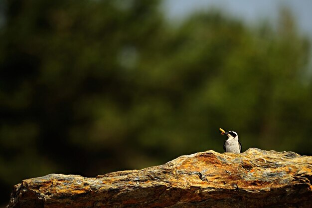 Photo oenanthe oenanthe - wheatear is a species of passerine bird in the muscicapidae