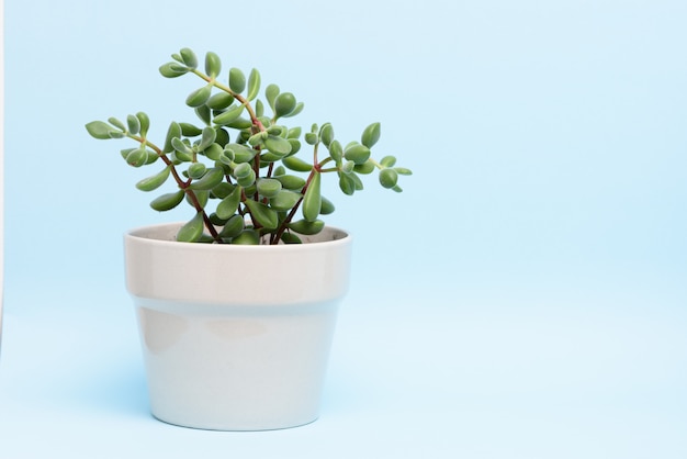 Office decoration: Fresh succulent plant isolated on light blue background