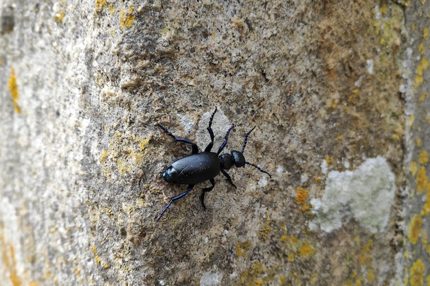 Oil beetle Meloe