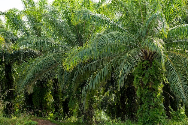 Oil palm plantation Lined palm trees in Krabi Thailand