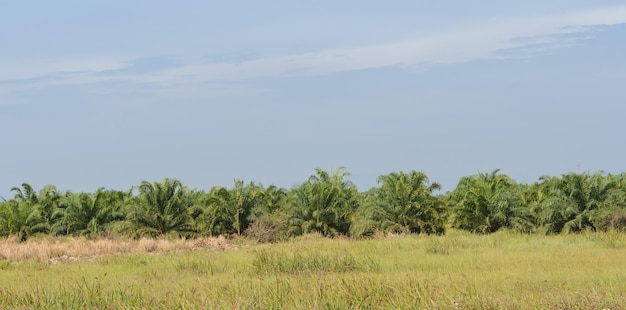 Oil palm tree in Thailand