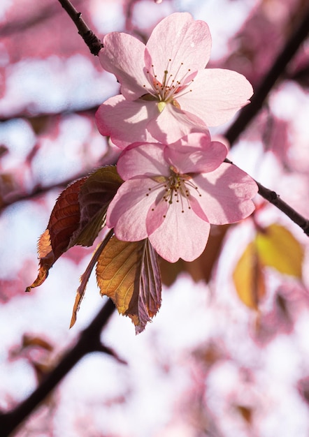 Okinawa sakura pink blossom tree