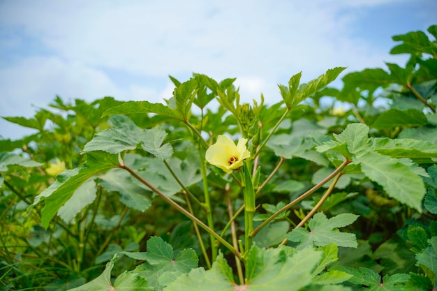 Okra or ladyfinger plant at agriculture field.