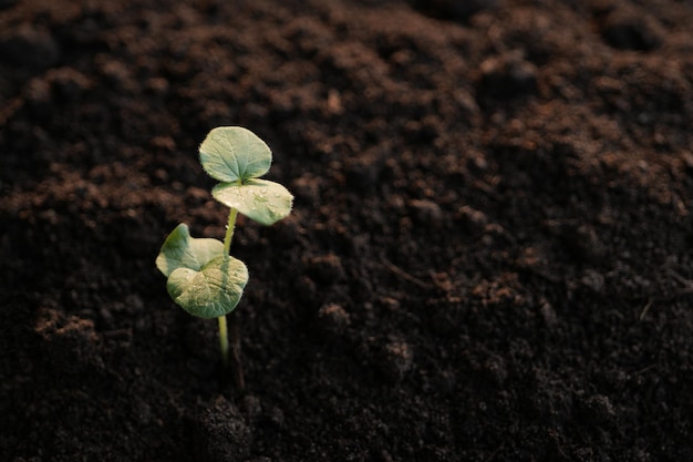 Photo okra sprout small growing plant