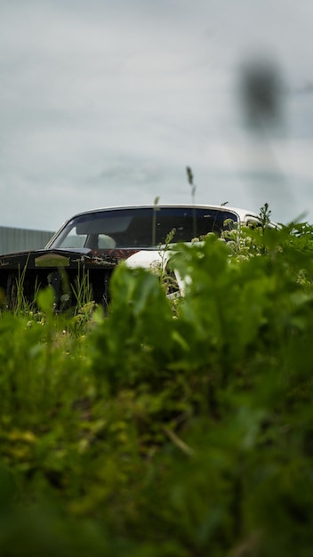 An old abandoned battered car standing in the thick tall grass