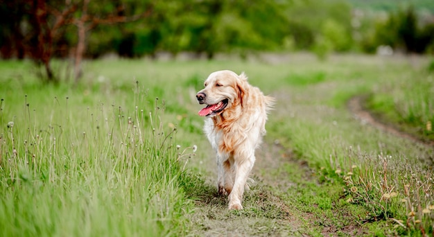 Old adorable golden retriever dog walking at the nature with tonque out