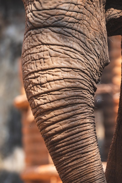 Old African elephant texture leather skin background of animal abstract nature of mammal rough detail biggest wildlife from wild safari zoo large macro shot in grey color and wrinkle skin