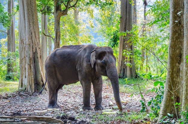 Old asian elephant in Thailand wild forest