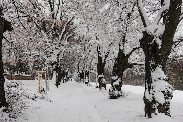 Old avene with many linden trees and wonderful snow during hiking