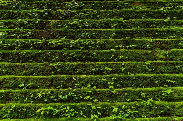 Old Background wall large texture with green moss Wat Umong Suan Puthatham is a Buddhist temple in Chiang MaiThailand