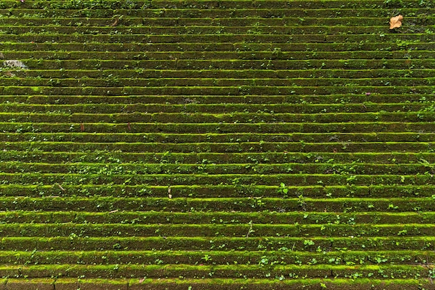 Photo old background wall large texture with green moss wat umong suan puthatham is a buddhist temple in chiang maithailand