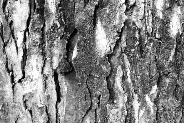 Old bark wood texture background crack graywhite tone Use this for wallpaper or background image There is a blank space for textx9