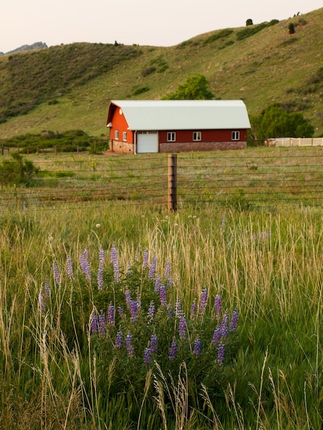 Old barn in the mountains. Colorado.