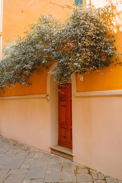 Old beautiful wooden door in pisa italya green wicker plant adorns a wooden door high quality photo