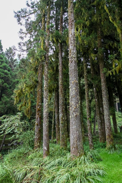 Old Big tree at Alishan national park area in Taiwan