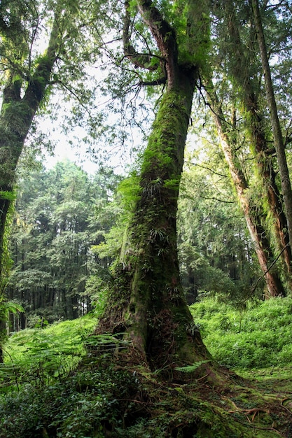 Old Big tree at Alishan national park area in Taiwan