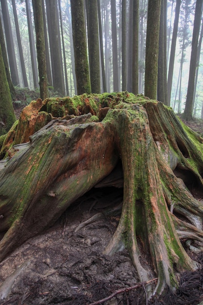 Old Big tree at Alishan national park area in Taiwan.