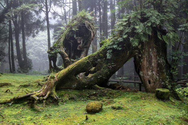 Old Big tree at Alishan national park area in Taiwan.