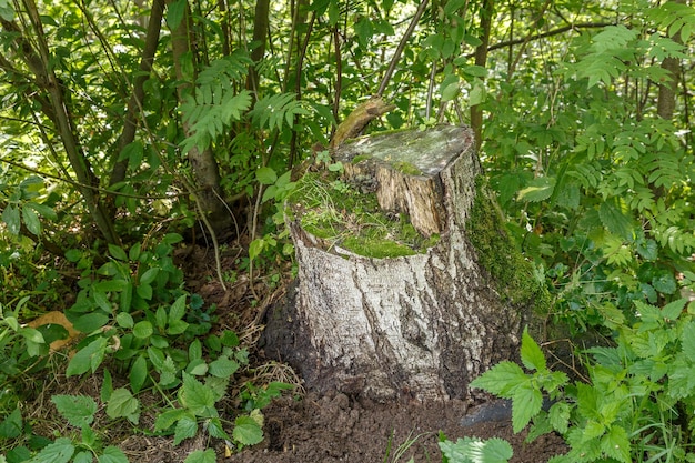 Old birch stumpOld birch stump in the forest remnants of felled tree deforestation