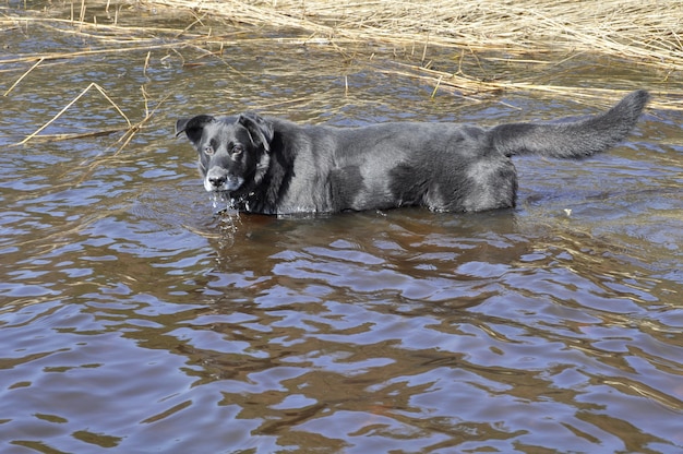 Old black dog is bathed in water. The dog is very hot.