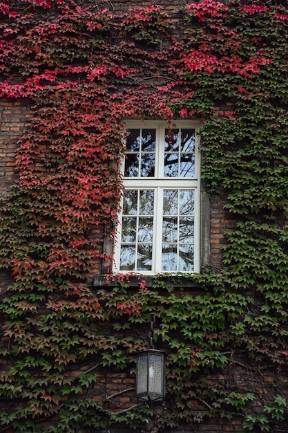 Old brick buildings downtown small town vintage windows antique