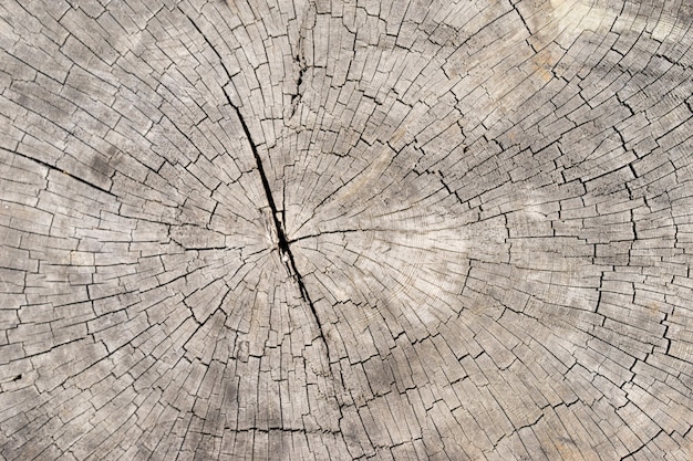 Old bright wood texture background surface with natural pattern