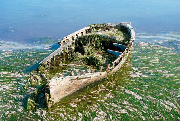 An old broken boat with seaweed in and around on the water.