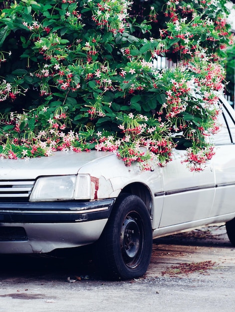 old car in flowering shrubs