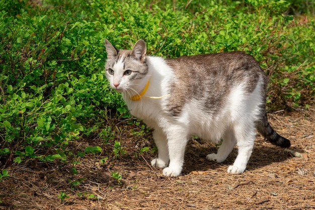 Old cat in fantasy style on light background Nature background Green background Outdoor landscape