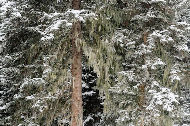 An old coniferous tree in the middle of a dense forest is covered with snow